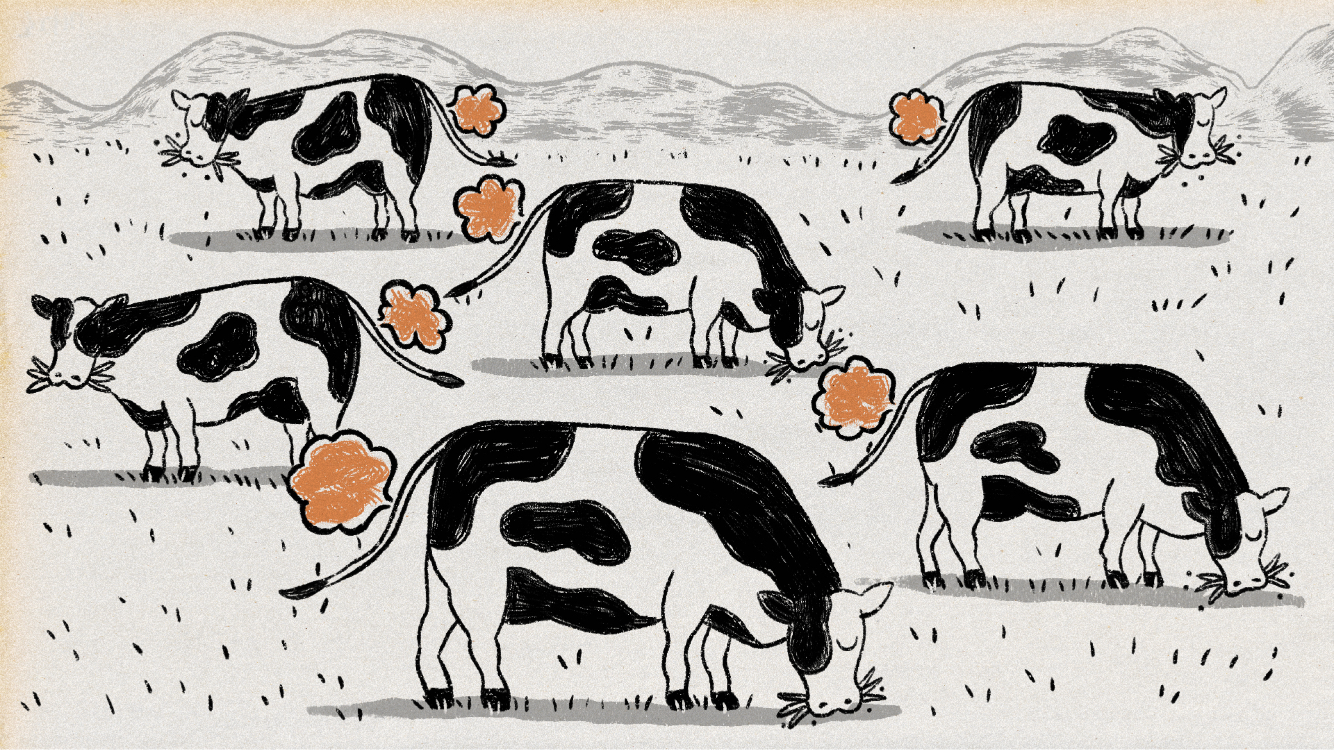 Cows-01